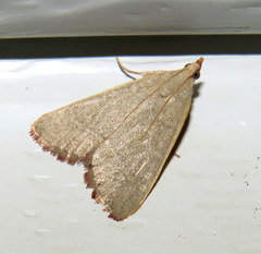 Hypsopygia albidalis