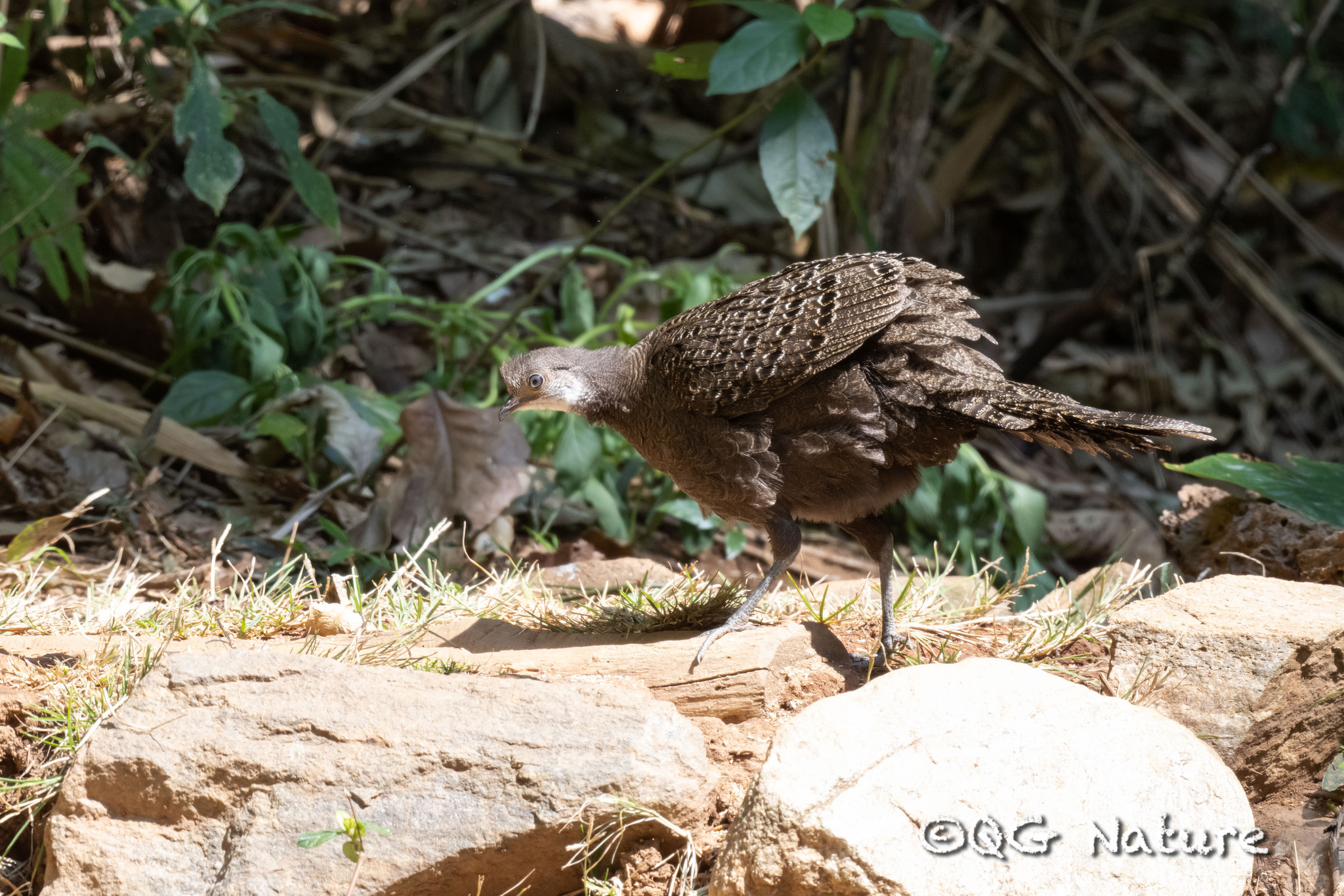 Grey Peacock-Pheasant