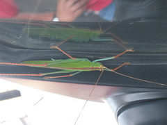 Jimenezia elegans