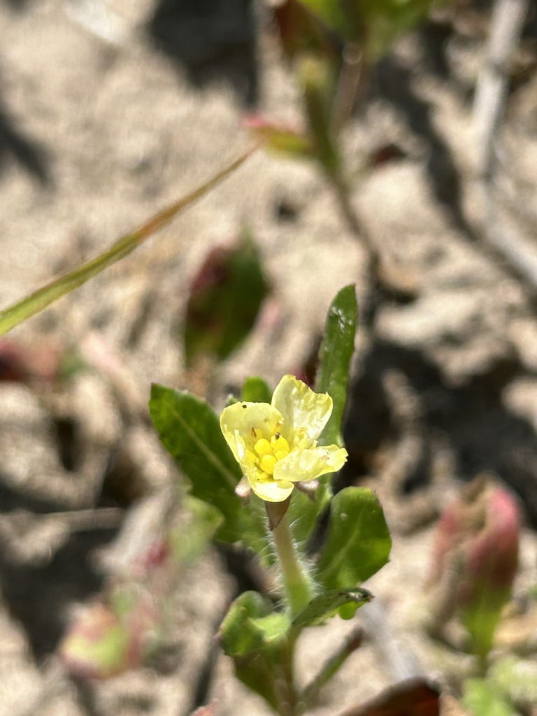 evening primroses, sundrops, and beeblossoms from Lake Altus-Lugert ...