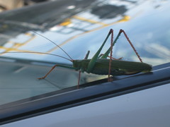 Jimenezia elegans