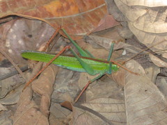 Jimenezia elegans