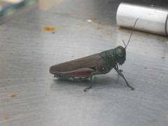 Coscineuta pulchripes