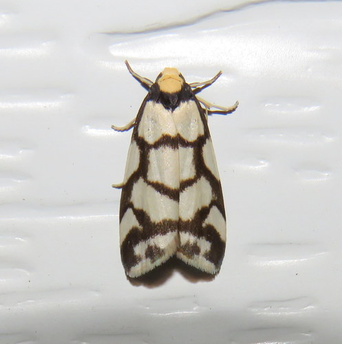 Scaptesyle dichotoma Meyrick, 1886