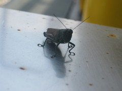 Coscineuta pulchripes