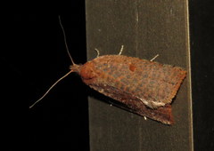 Meritastis polygraphana