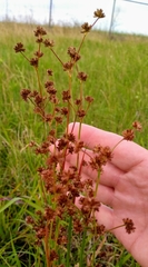 Juncus marginatus