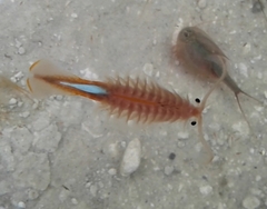 Thamnocephalus platyurus