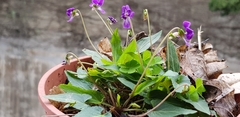 Viola inconspicua nagasakiensis