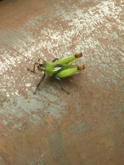 Helolampis nigriceps