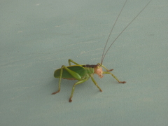 Incanotus mariaelenae