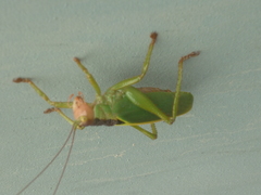 Incanotus mariaelenae