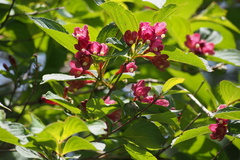 Weigela floribunda