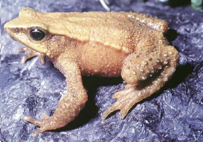 Mucubaji Stubfoot Toad