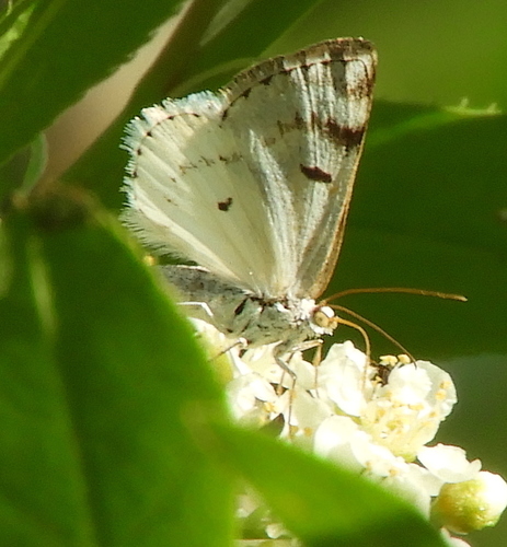 Bluish Spring Moth photo 6