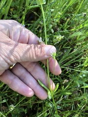 Plectritis macrocera