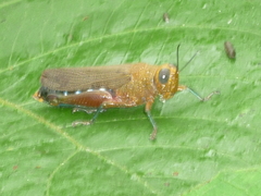 Coscineuta pulchripes