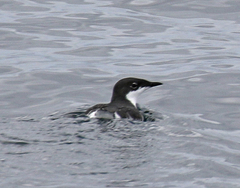 Synthliboramphus scrippsi