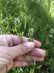 Plectritis macrocera