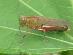 Coscineuta pulchripes