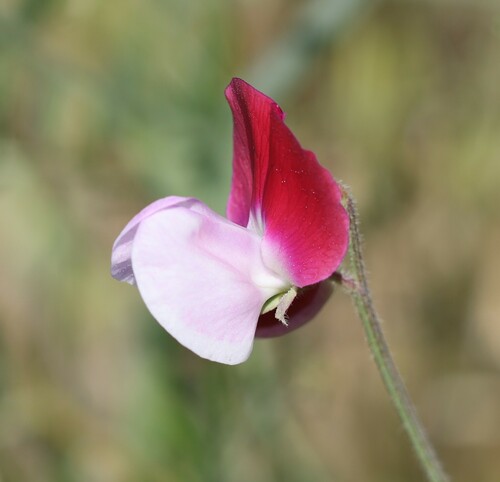 Lathyrus odoratus