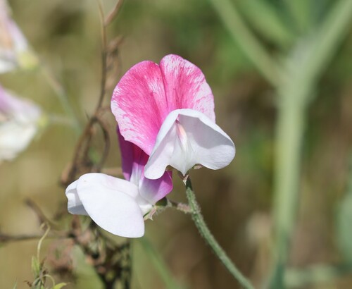Lathyrus odoratus