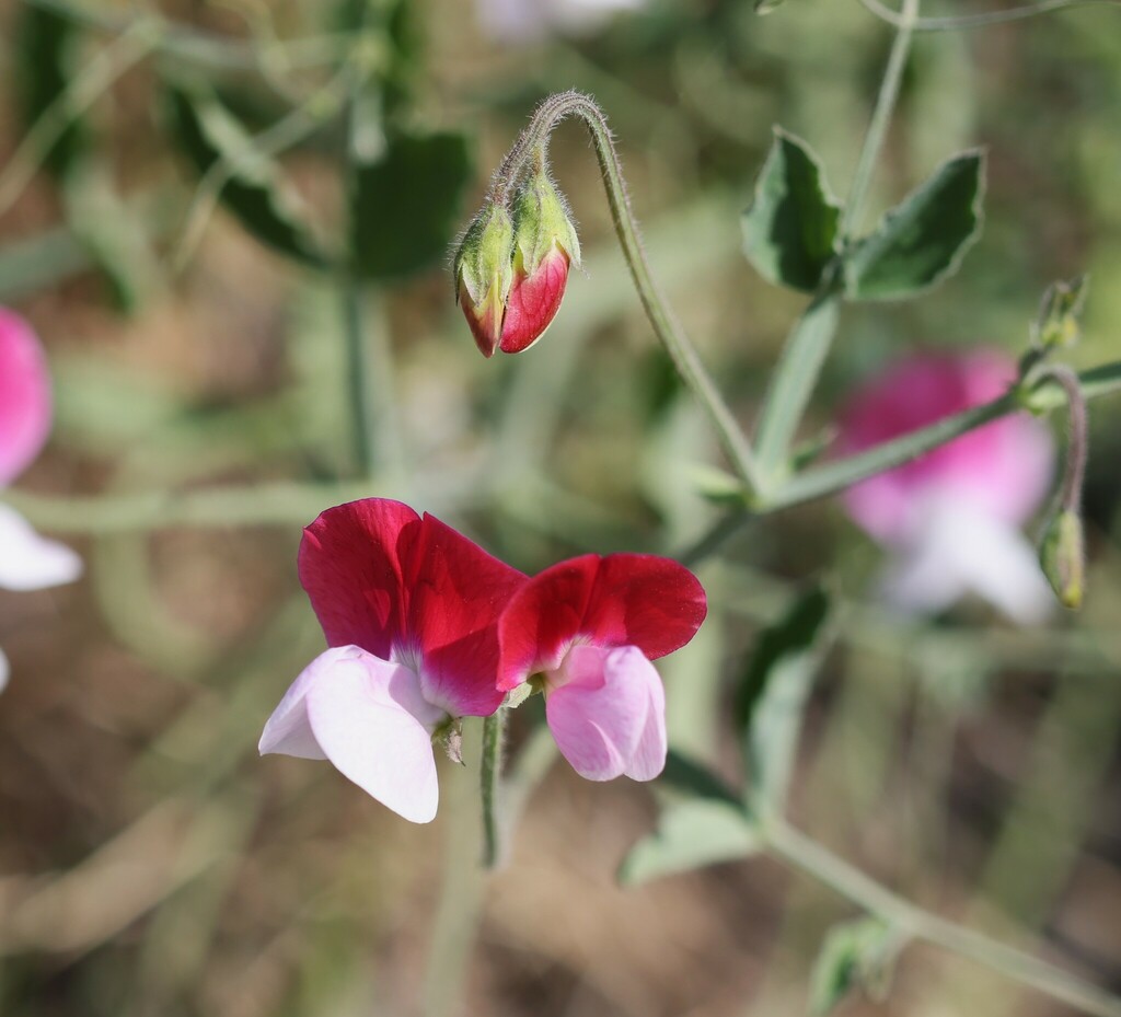 Sweet pea