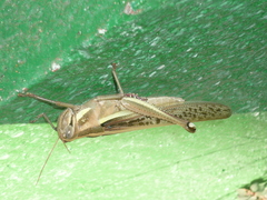 Schistocerca pallens