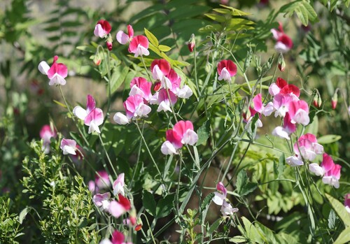 Lathyrus odoratus