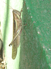 Schistocerca pallens