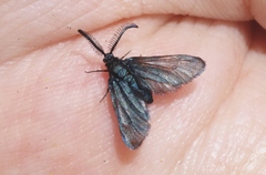 Triprocris smithsoniana