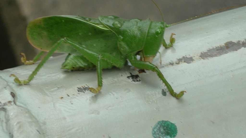 Eurymetopa