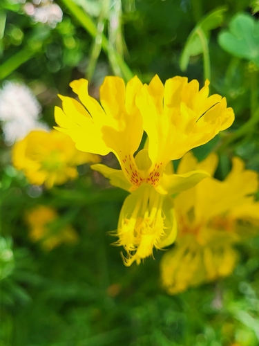 Image of Tropaeolum peregrinum by (c) Jacek Pietruszewski, some rights reserved (CC BY)