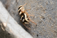 Salticus austinensis