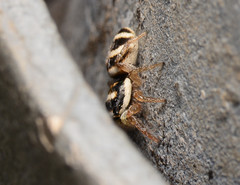 Salticus austinensis