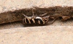 Salticus austinensis