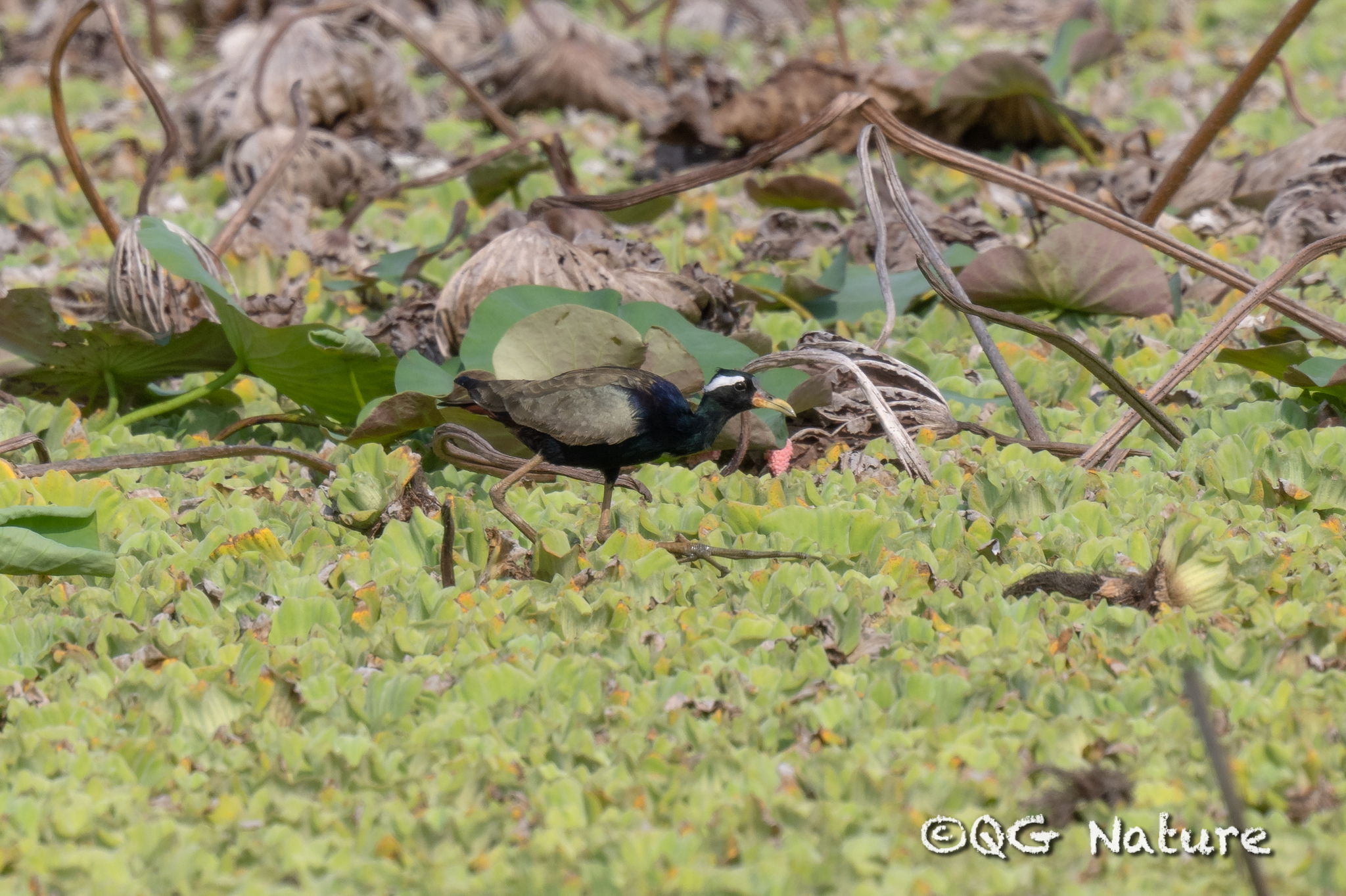 Bronze-winged Jacana