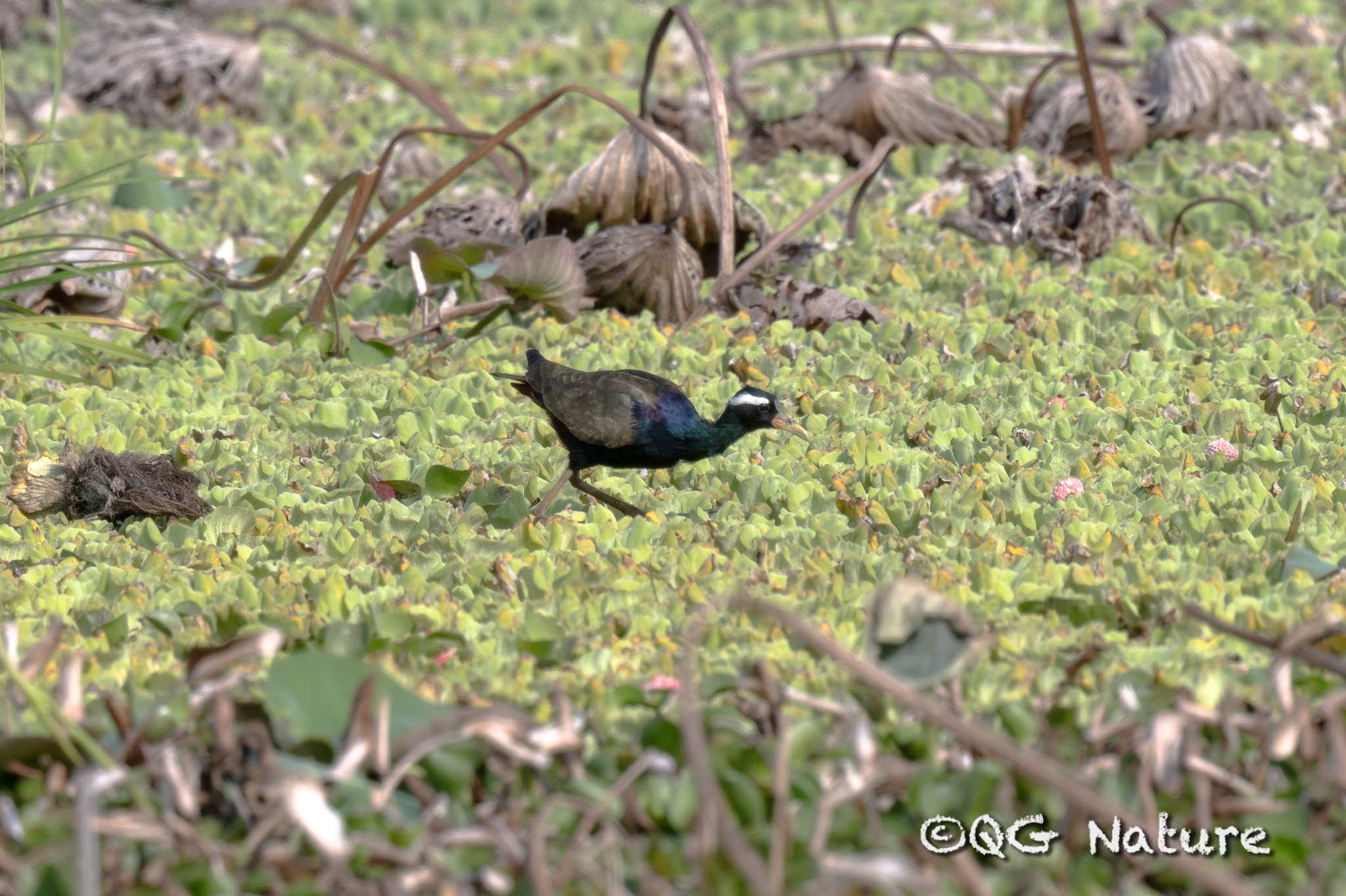 Bronze-winged Jacana