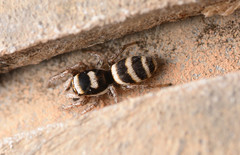 Salticus austinensis