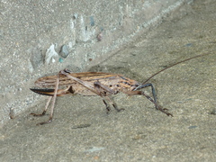 Ancistrocercus excelsior