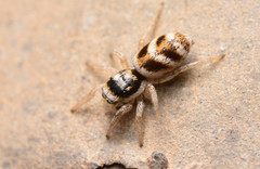 Salticus austinensis
