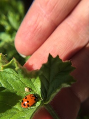 Myzus persicae