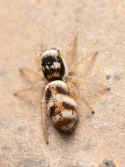 Salticus austinensis