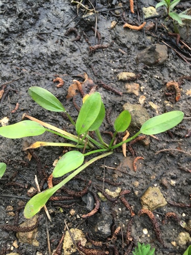 Awl-leaf arrowhead (Sagittaria subulata)