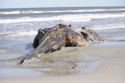 Humpback Whale photographed in Virginia