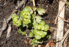 Chrysosplenium kamtschaticum