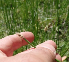 Eleocharis macrostachya