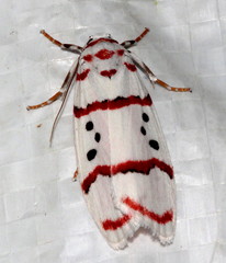 Cyana linatula