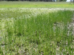 Eleocharis macrostachya