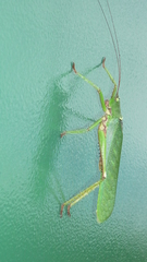 Aemasia major